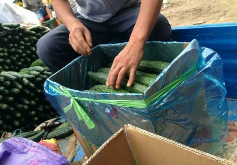 精品黄瓜，货量充足，可供大型市场，超市电商，