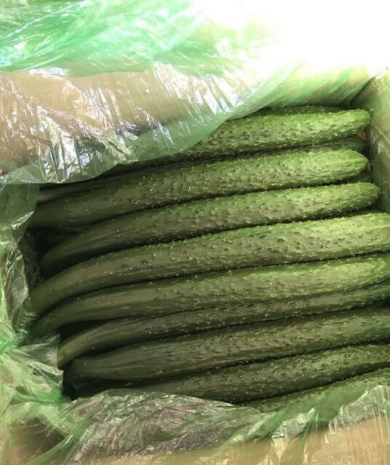 精品黄瓜，货量充足，可供大型市场，超市电商，