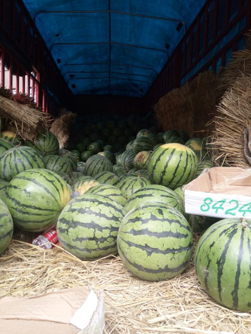 京欣西瓜8斤打底8成熟1茬