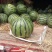 京欣西瓜8斤打底8成熟1茬