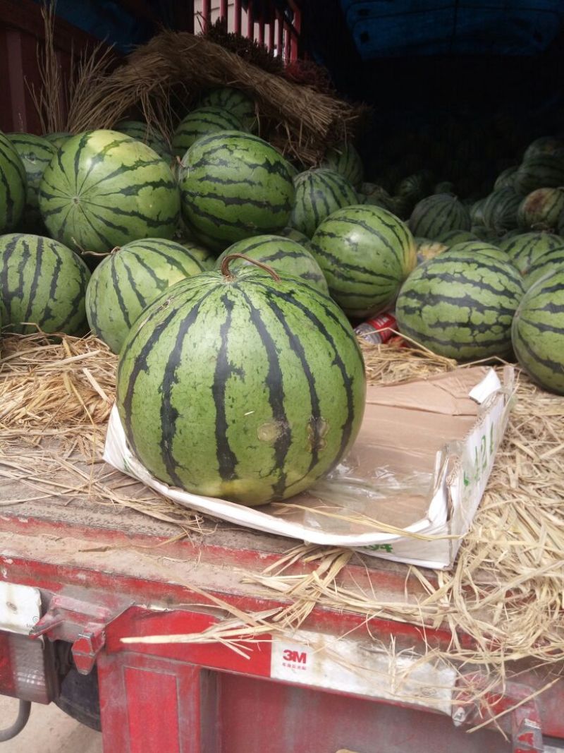 京欣西瓜8斤打底8成熟1茬