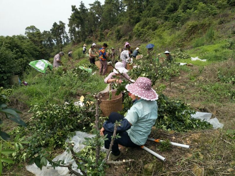 九叶青花椒特级鲜
