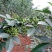 九叶青花椒特级鲜