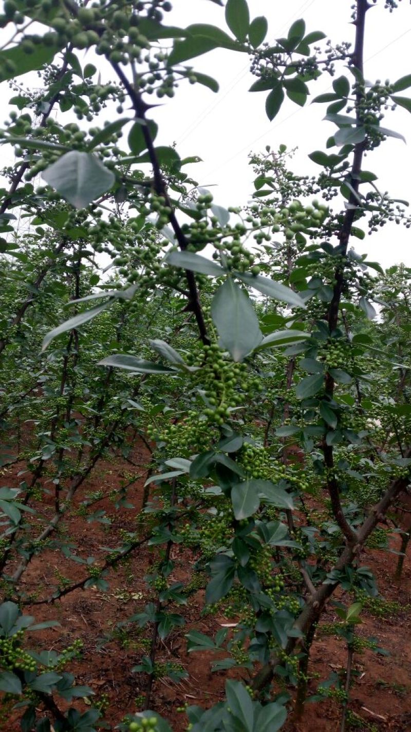 九叶青花椒特级鲜