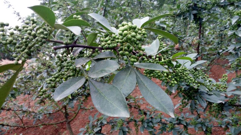 九叶青花椒特级鲜