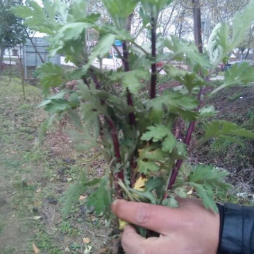贡菊