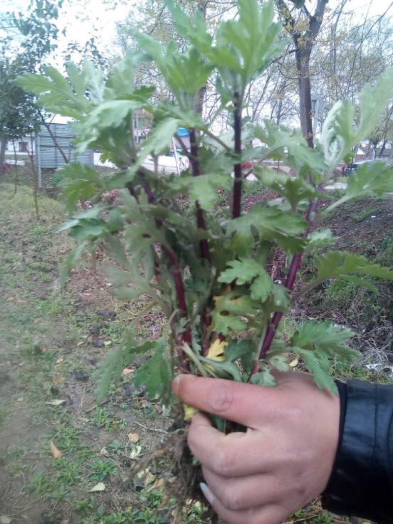 贡菊