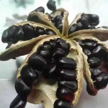 油用牡丹籽