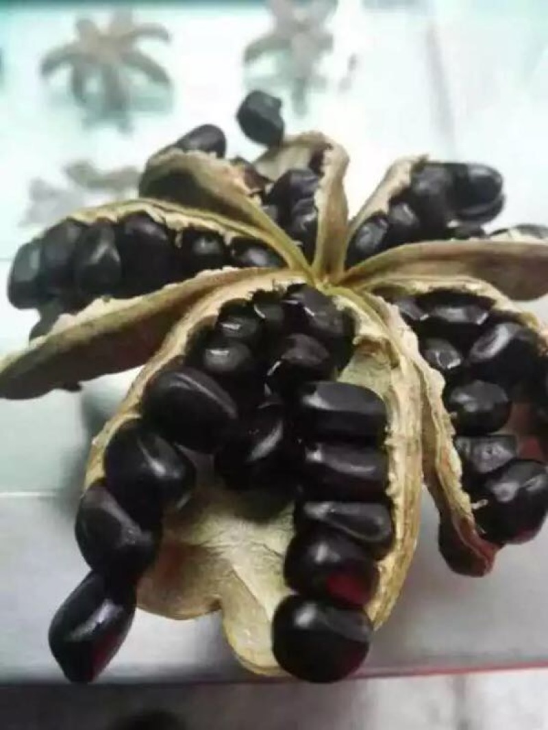 油用牡丹籽