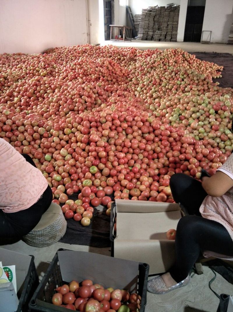 硬粉西红柿通货硬粉弧二以上欢迎来电咨询优惠