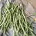 架豆王豆角30厘米以上
