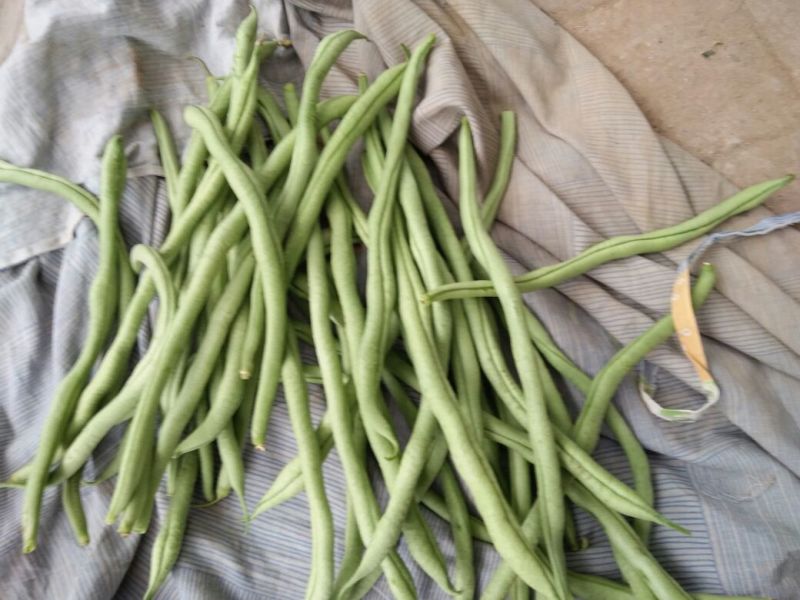 架豆王豆角30厘米以上