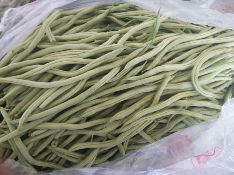 架豆王豆角30厘米以上