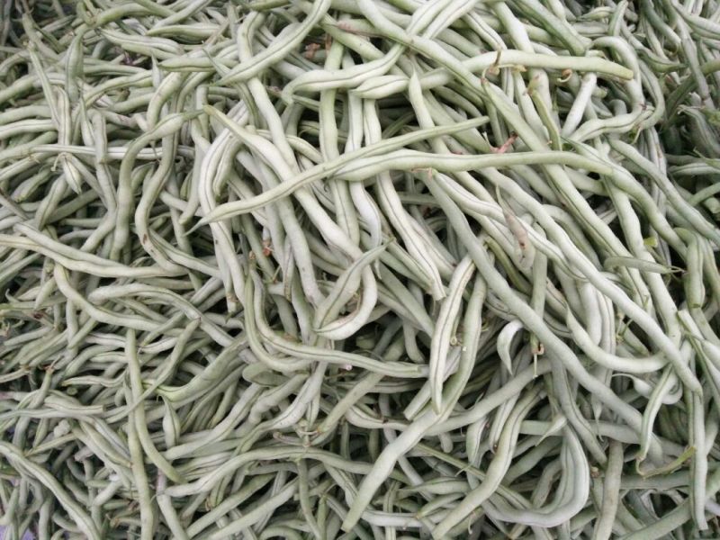 架豆王豆角30厘米以上