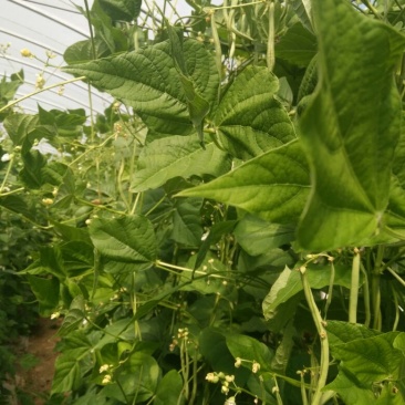 架豆王豆角30厘米以上