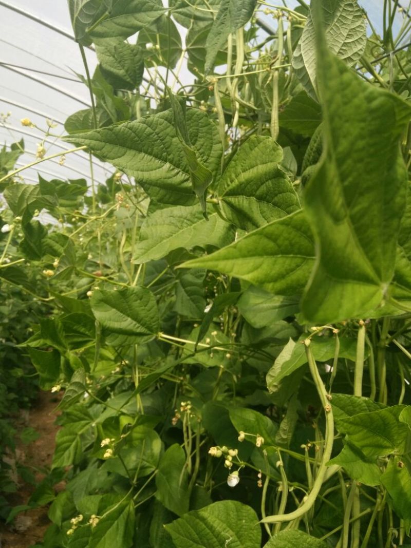 架豆王豆角30厘米以上