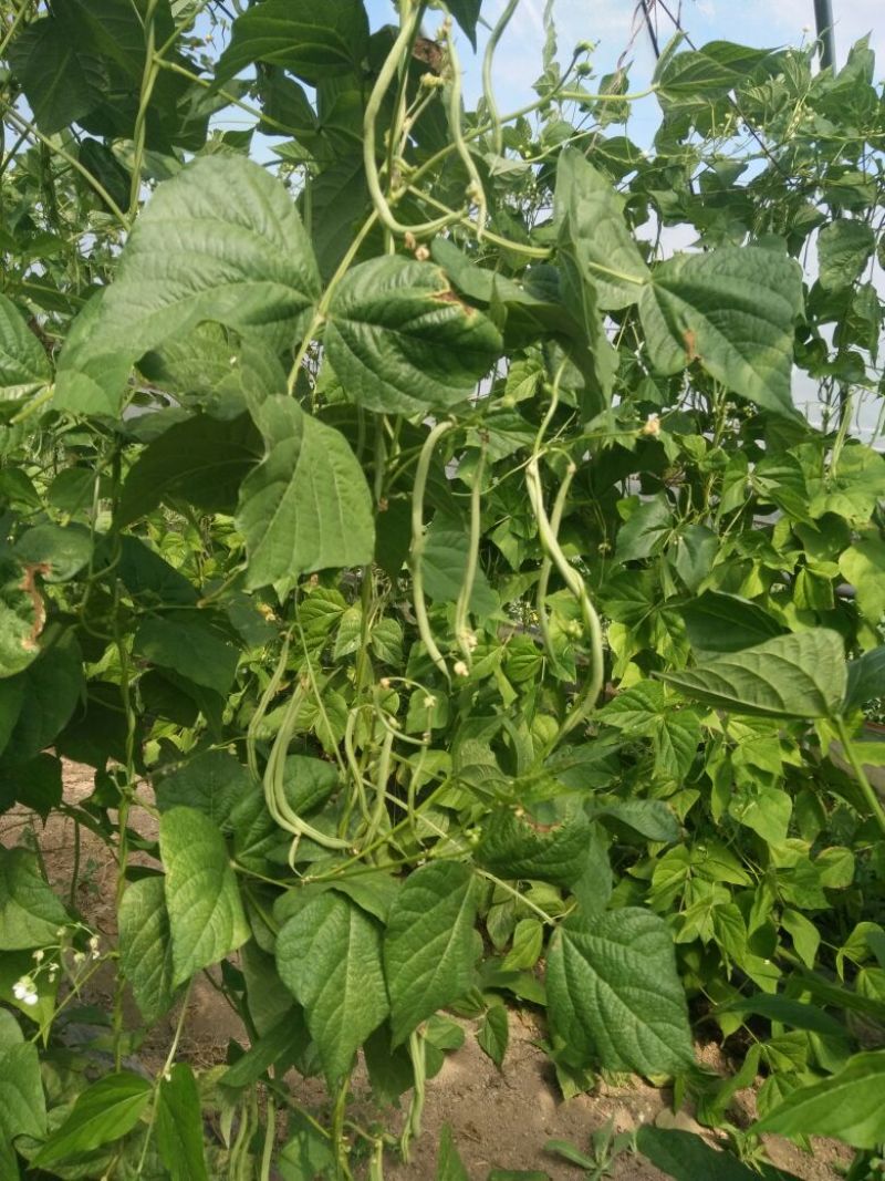 架豆王豆角30厘米以上