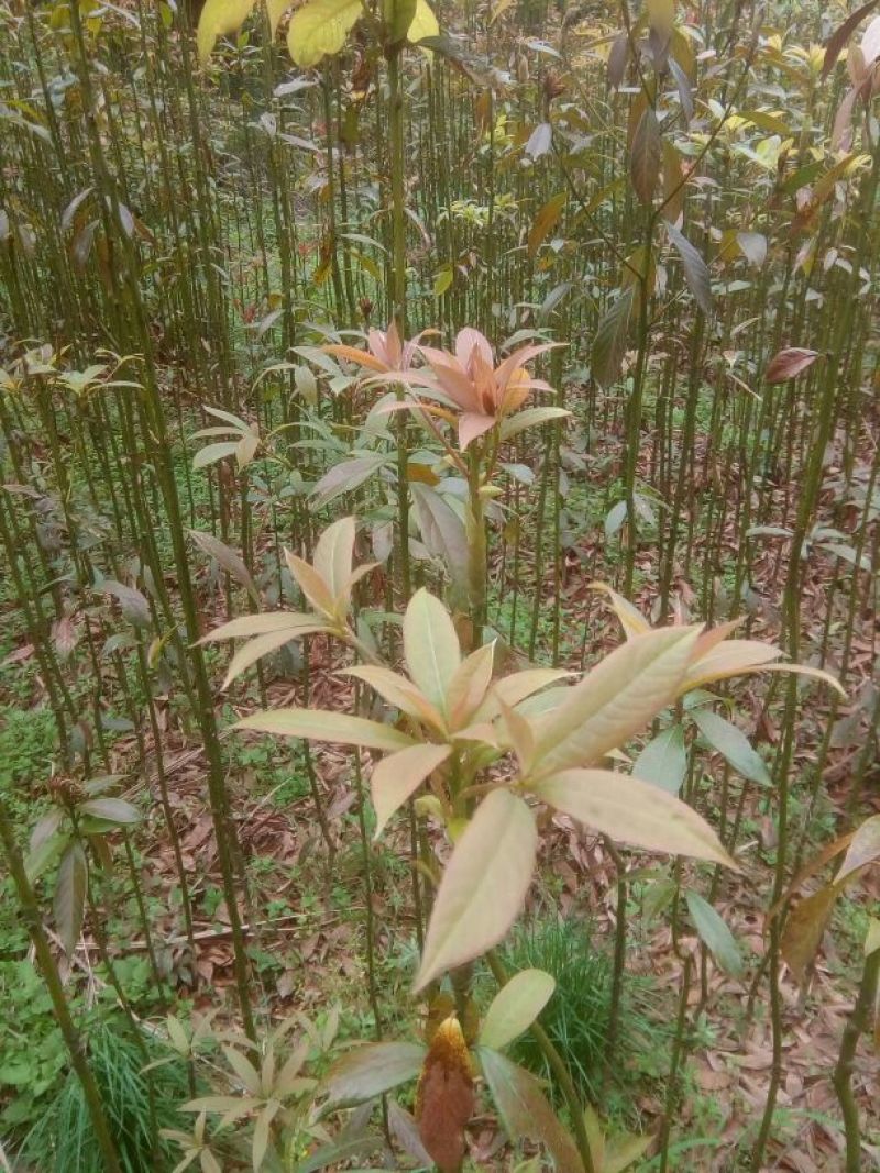 小叶桢楠1.5~2m