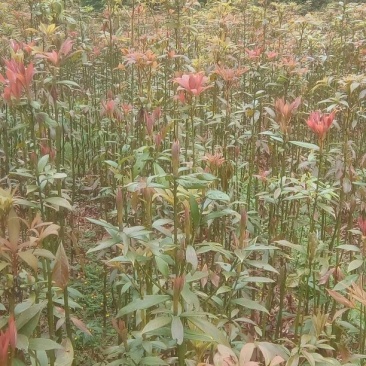 小叶桢楠1.5~2m