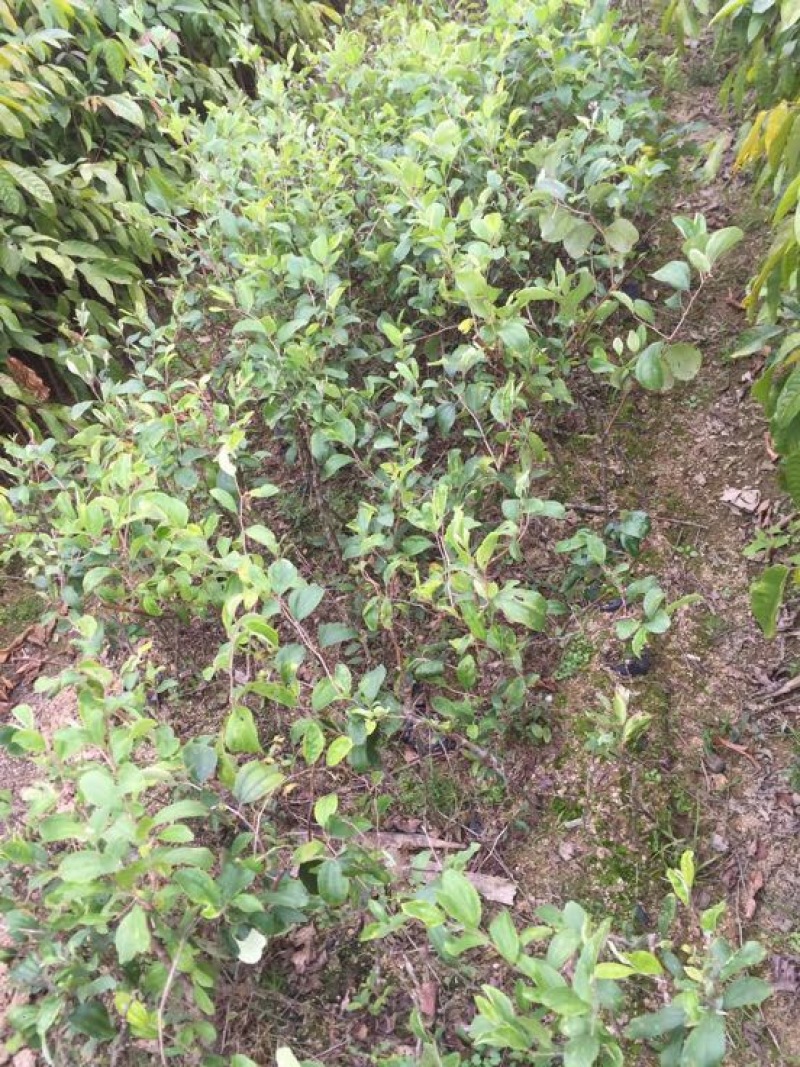 密丝枣苗台湾大青枣30-50CM杯苗裸根苗