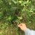 密丝枣苗台湾大青枣30-50CM杯苗裸根苗