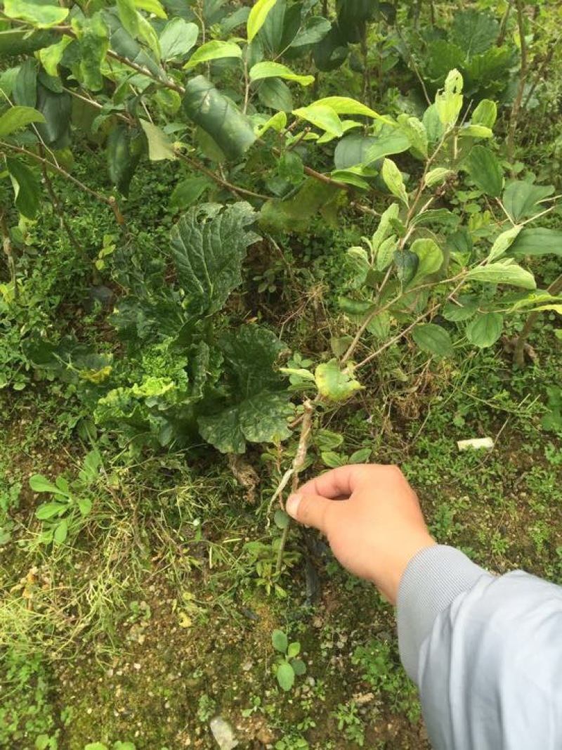 密丝枣苗台湾大青枣30-50CM杯苗裸根苗