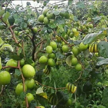 密丝枣苗台湾大青枣30-50CM杯苗裸根苗