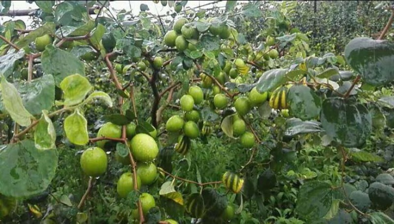 密丝枣苗台湾大青枣30-50CM杯苗裸根苗