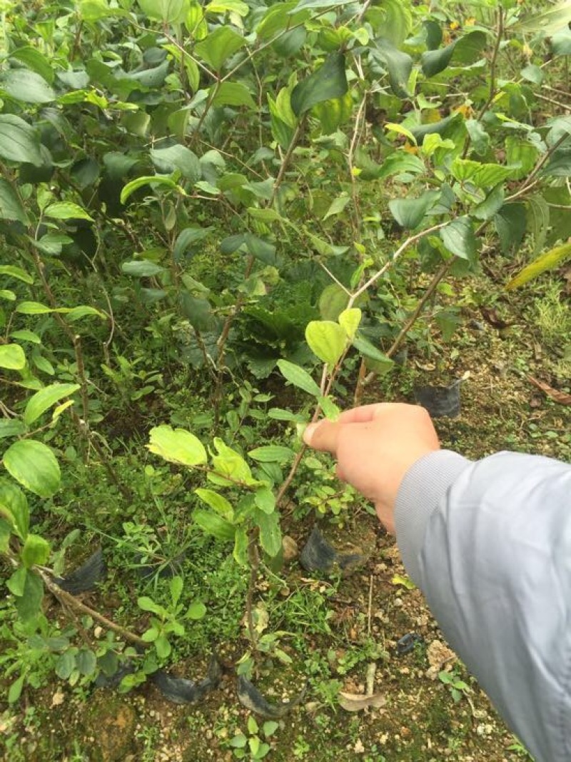 密丝枣苗台湾大青枣30-50CM杯苗裸根苗