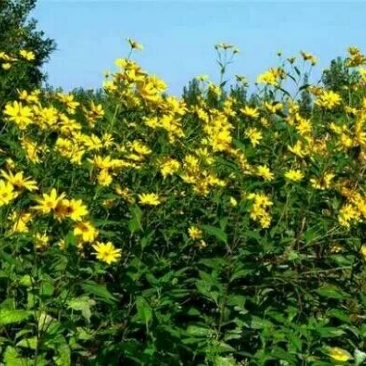 菊芋1.5~2两