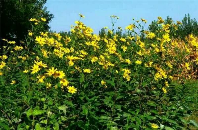 菊芋1.5~2两