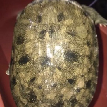 生态甲鱼