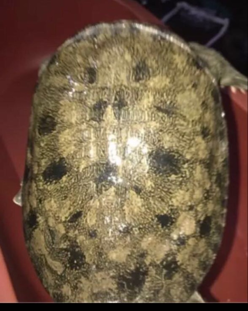 生态甲鱼