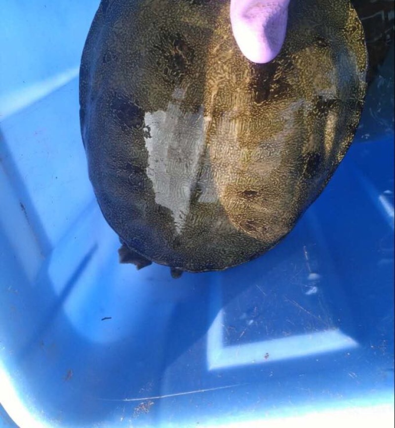 生态甲鱼