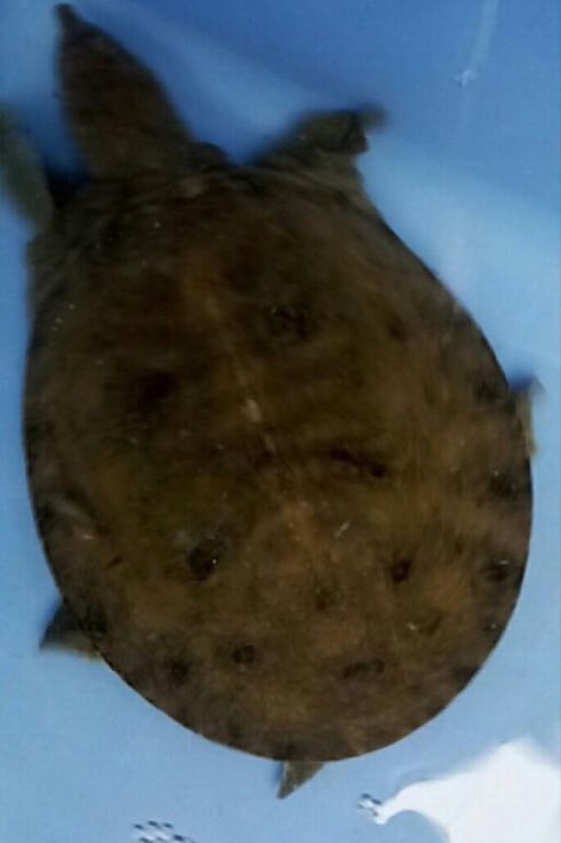 生态甲鱼