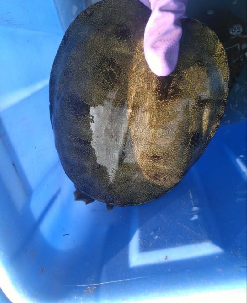 生态甲鱼