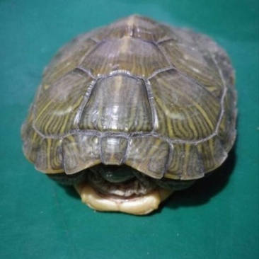 鳖