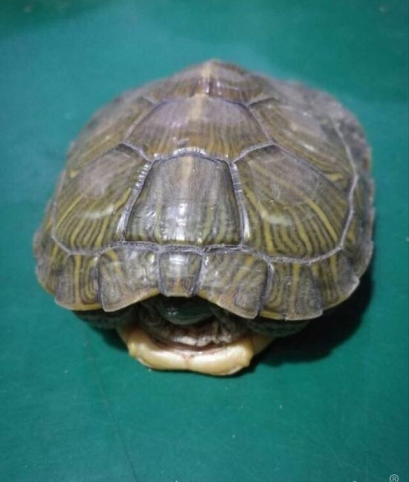 鳖