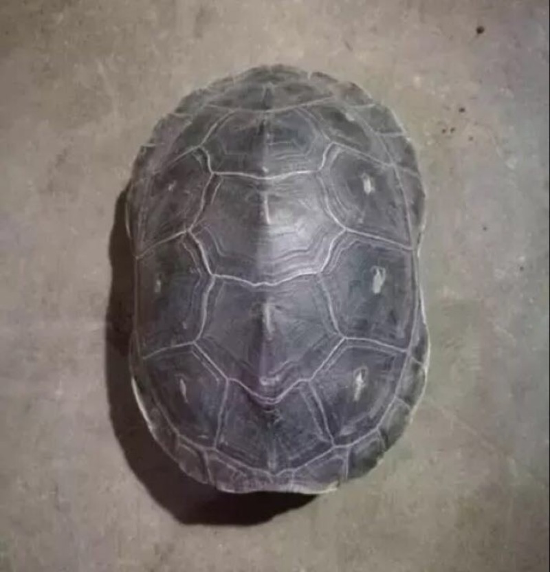 鳖
