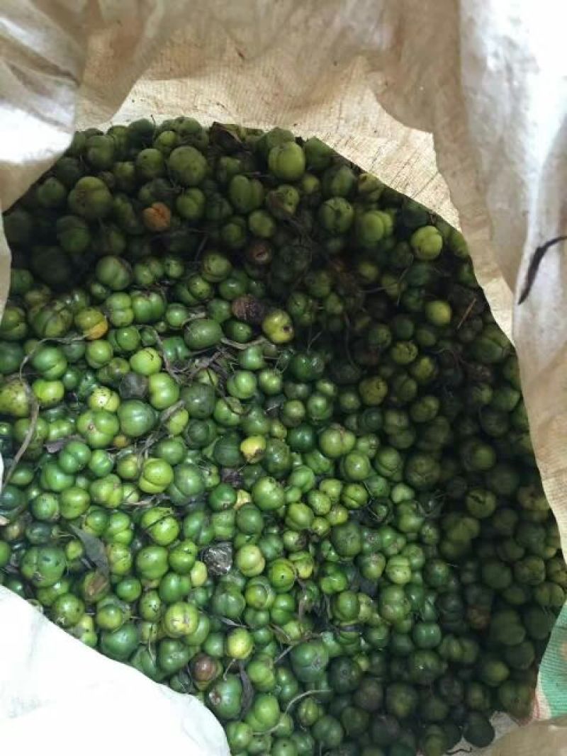 黄精滇黄精