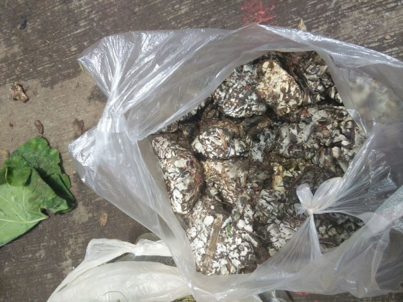 干巴菌二级