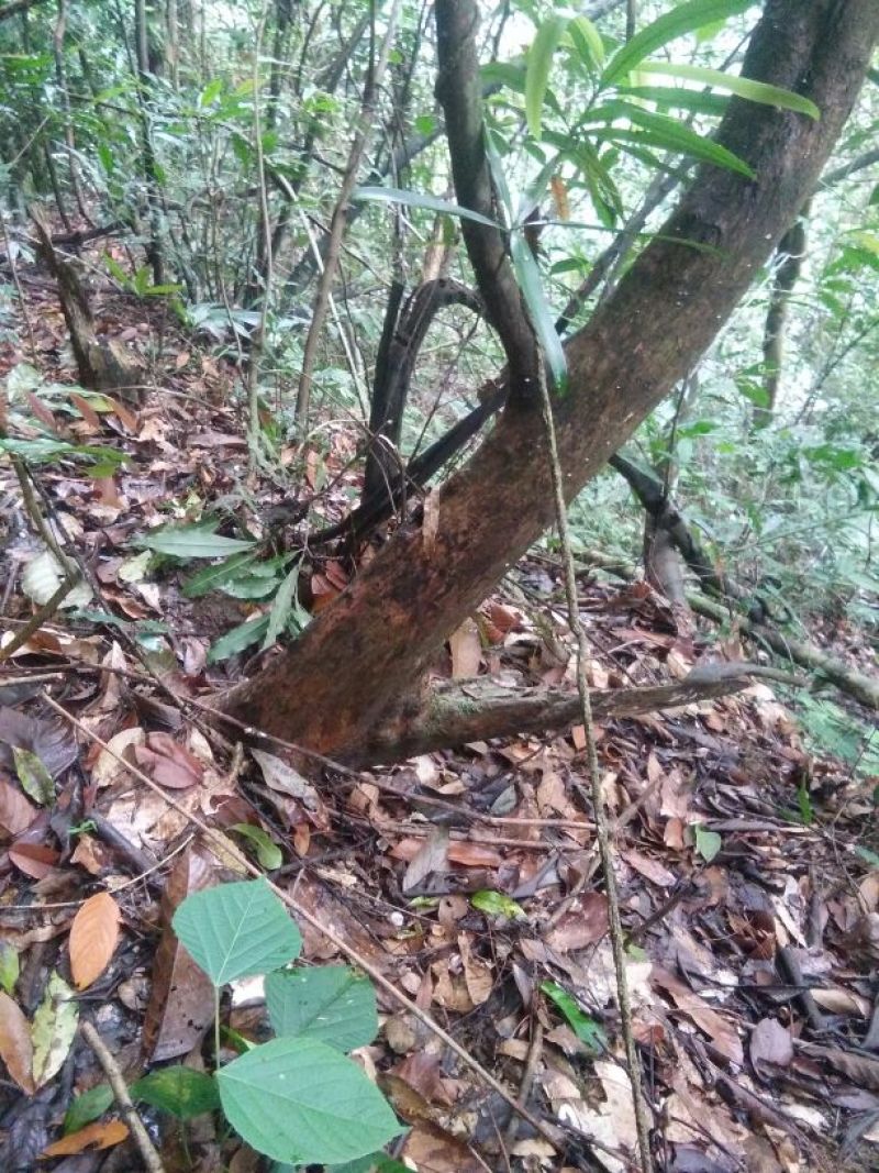 罗汉松树桩5cm以下