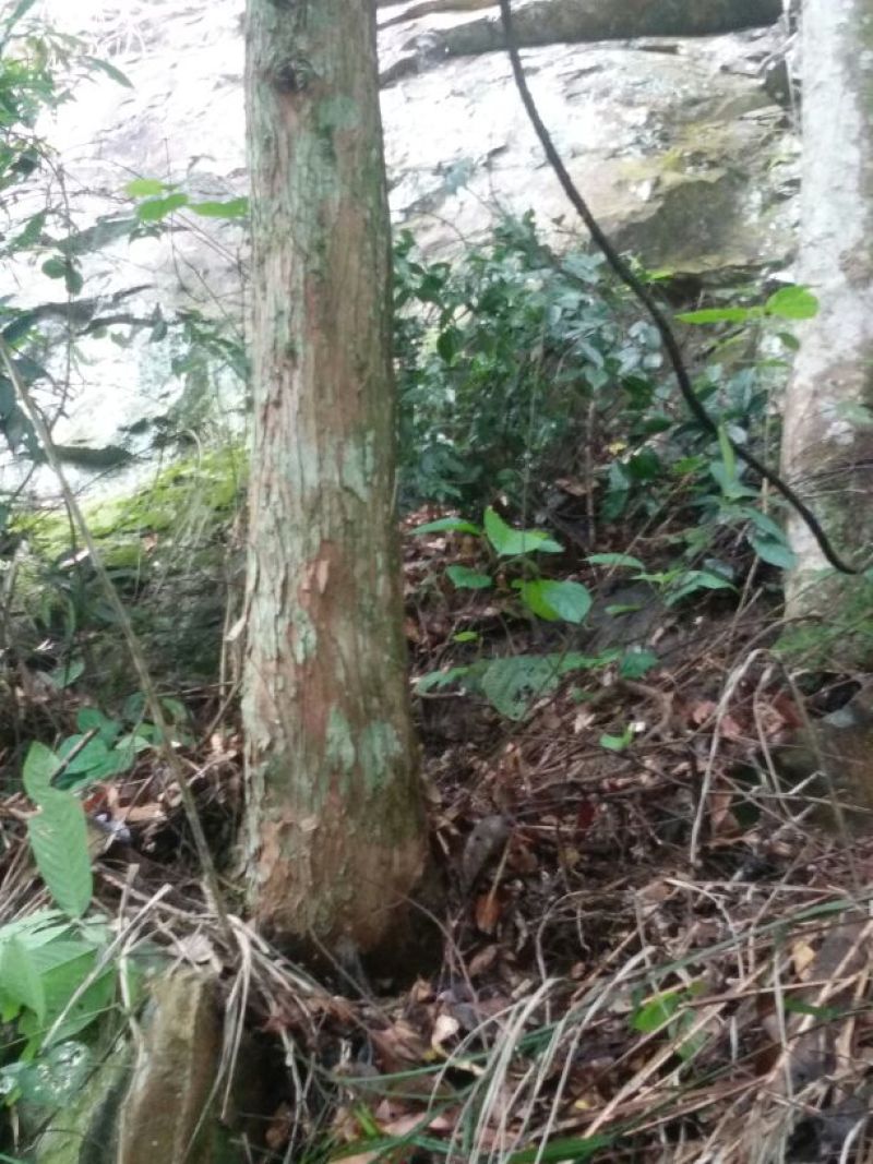 罗汉松树桩5cm以下