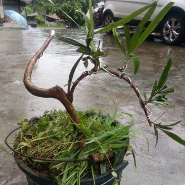 罗汉松树桩5cm以下