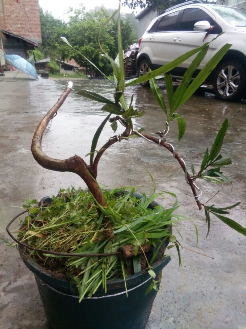 罗汉松树桩5cm以下