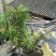 罗汉松树桩5cm以下