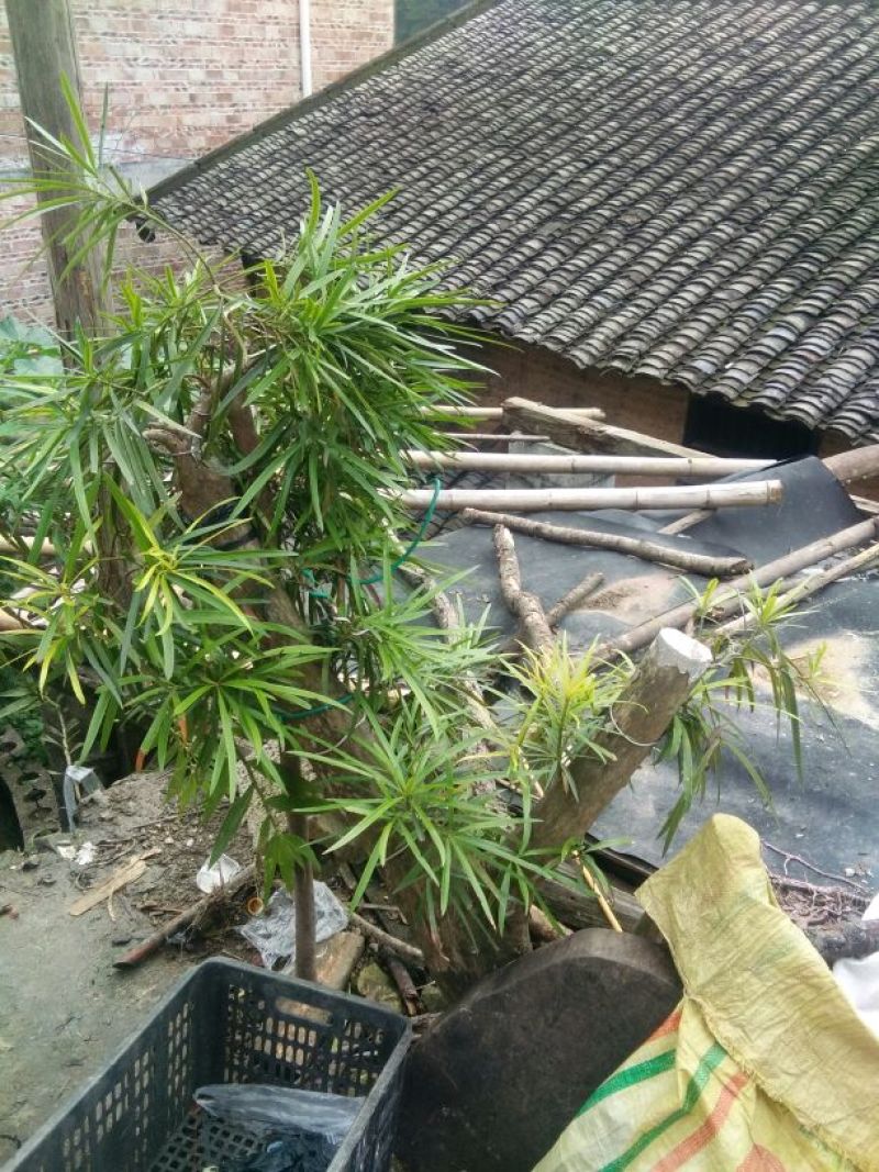 罗汉松树桩5cm以下
