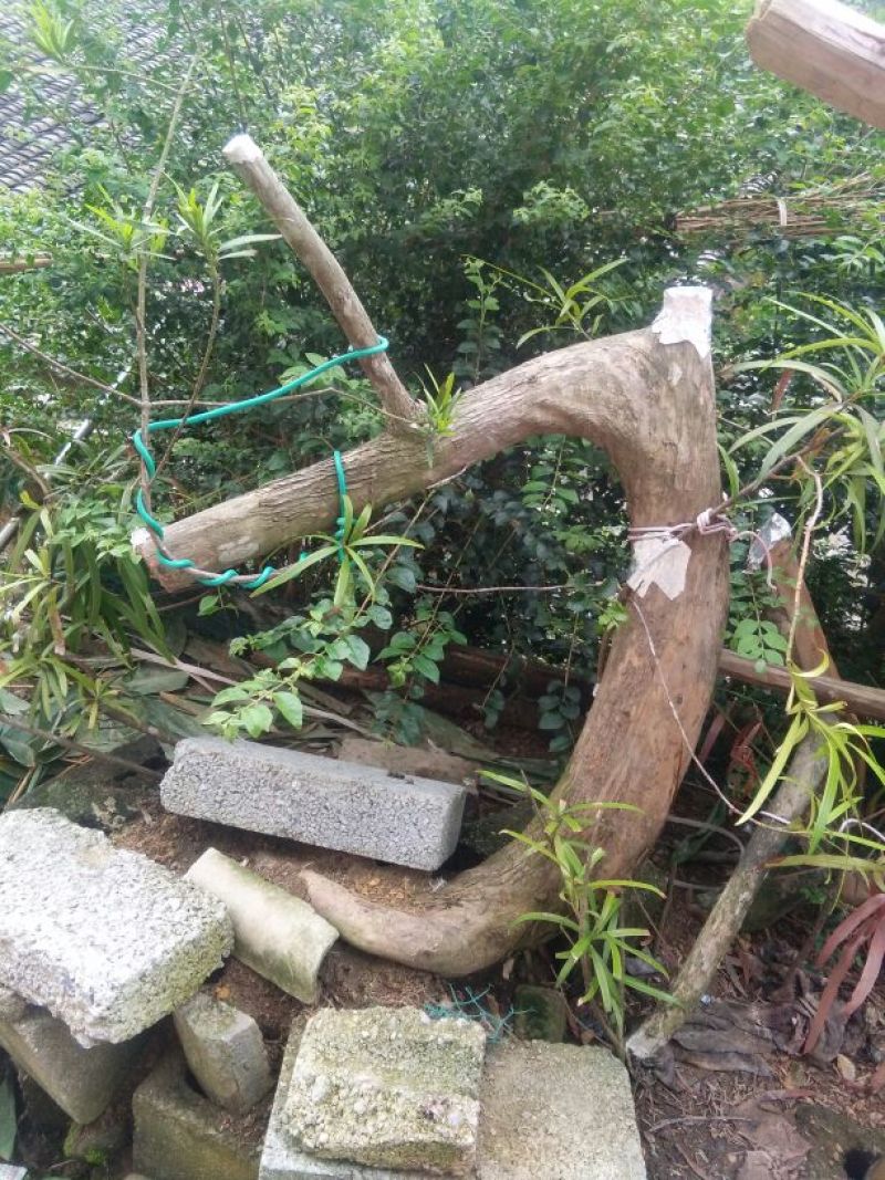 罗汉松树桩5cm以下