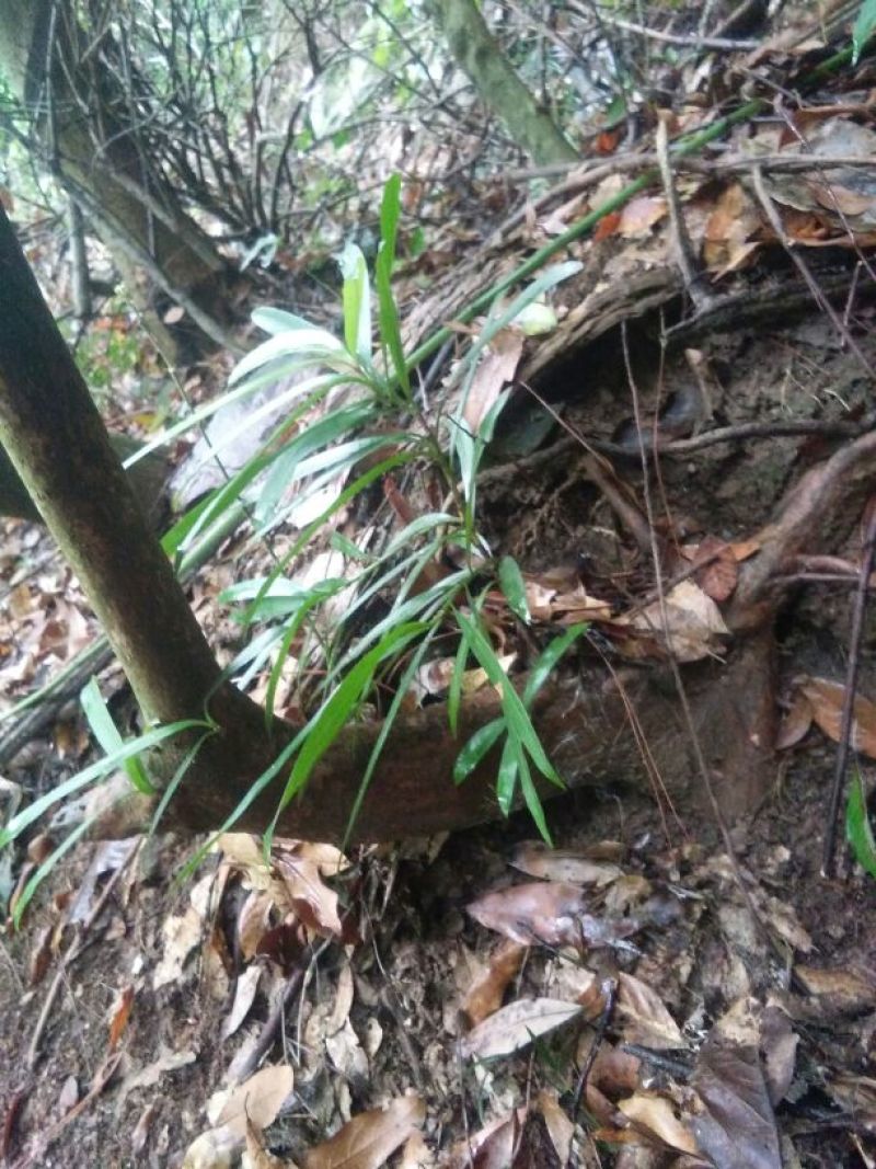 罗汉松树桩5cm以下