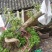 罗汉松树桩5cm以下
